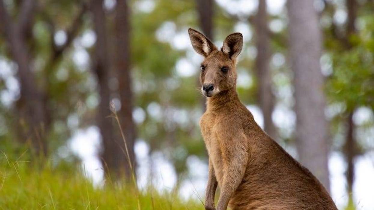 Portrait of eastern gray kangaroo hidden in high grass spotted in Tinchi Tamba Wetlands, Brisbane, Queensland, Australia