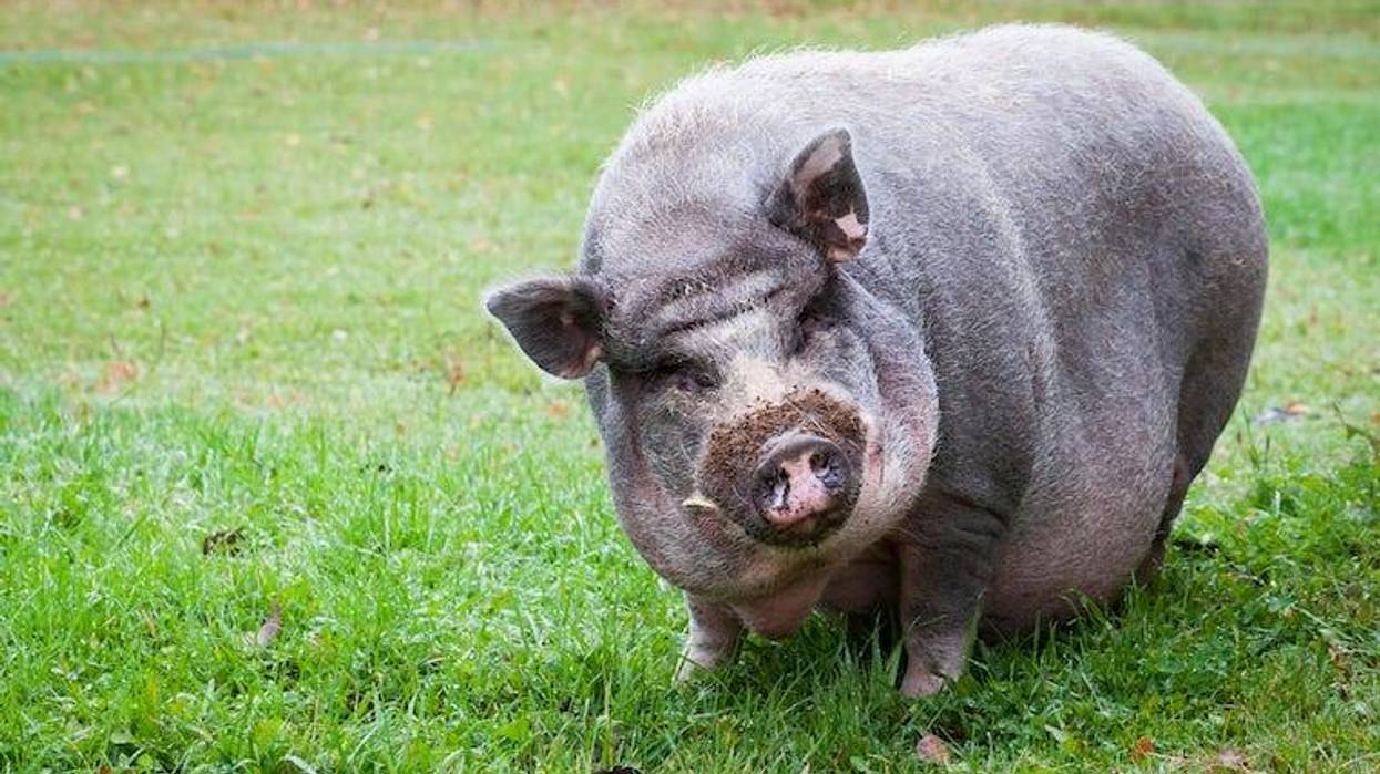 Pot-bellied Pig, Field, Grass