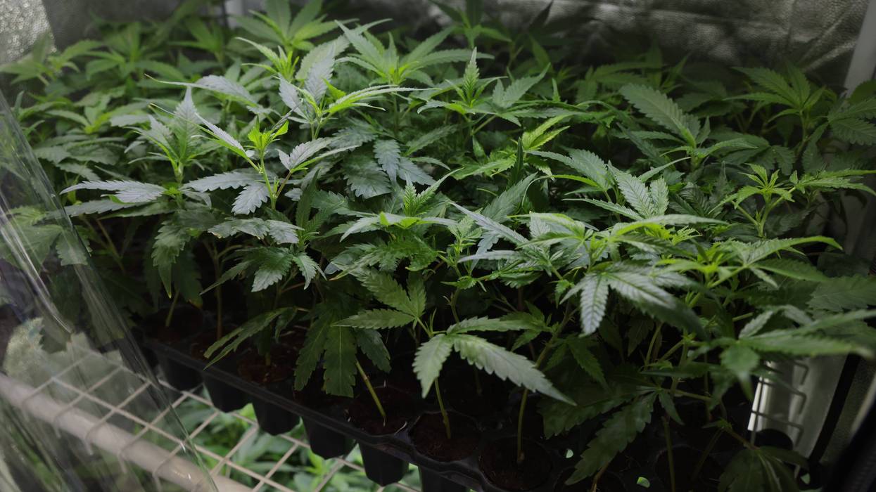 pot plants