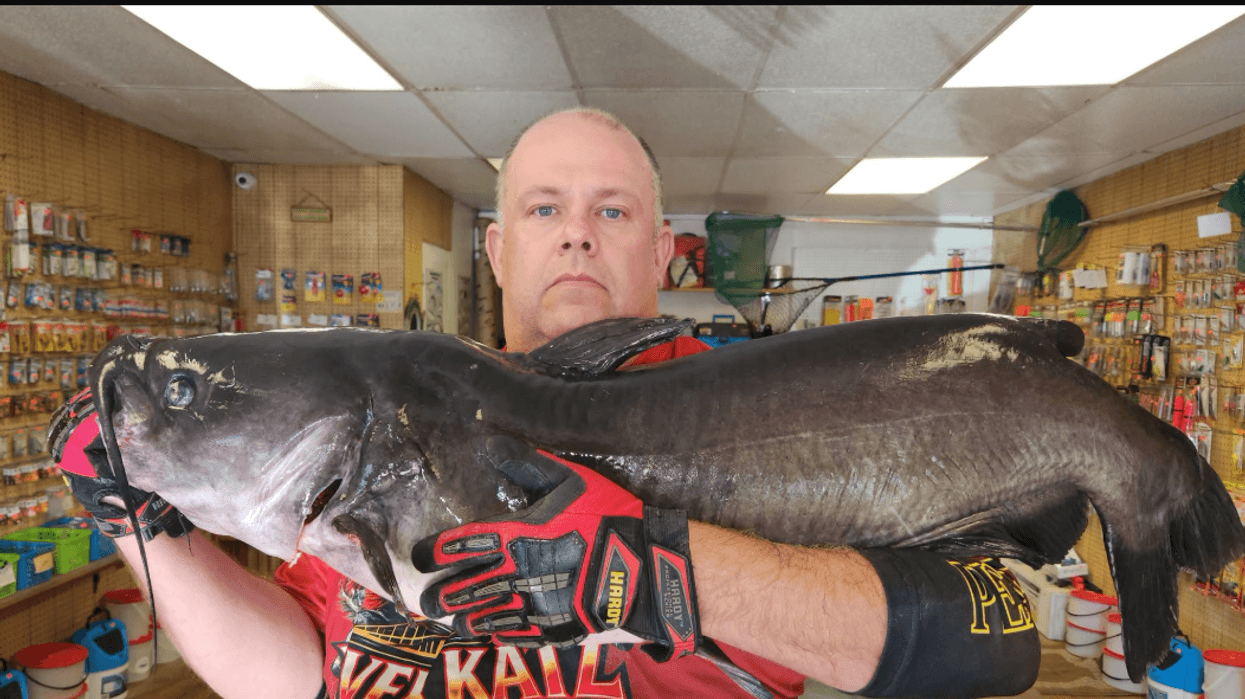 Potential record-breaking catfish caught in Pittsburgh river