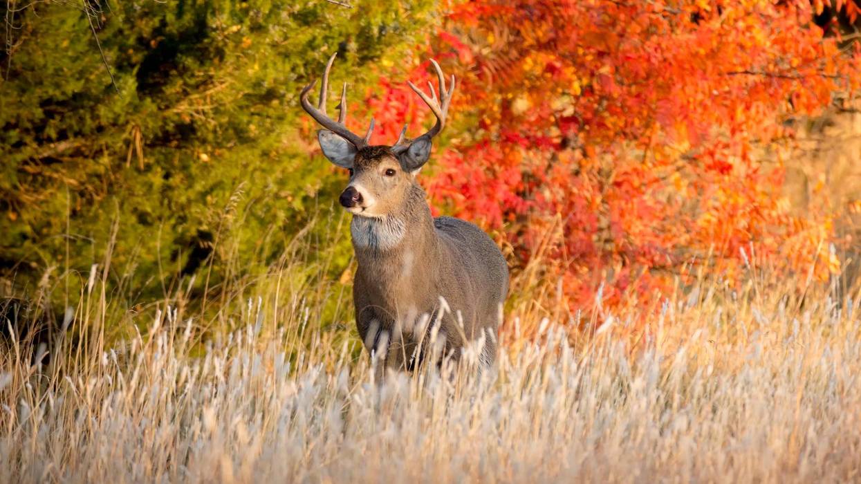 Powerful Male Whitetail Buck Searches For Female Deer During Fall Rutting Season In Kansas