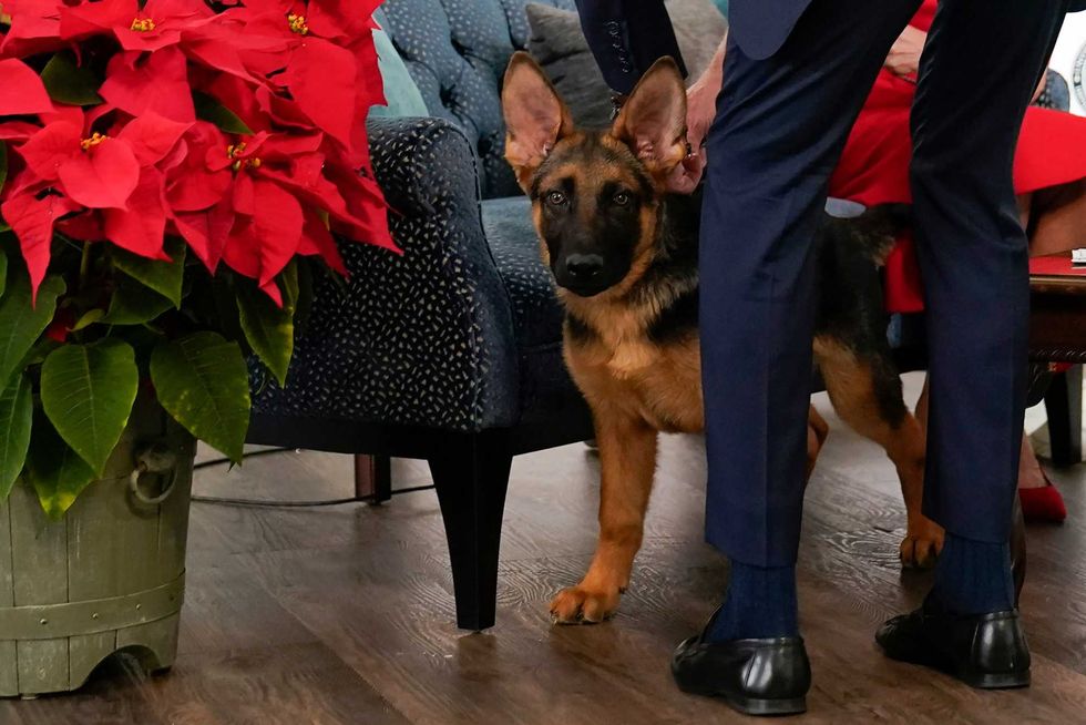 President Joe Biden removes the leash from his new dog Commander, a purebred German shepherd puppy, before he and first lady Jill Biden meet virtually with service members around the world, Saturday, Dec. 25, 2021, in the South Court Auditorium on the White House campus in Washington, to thank them for their service and wish them a Merry Christmas