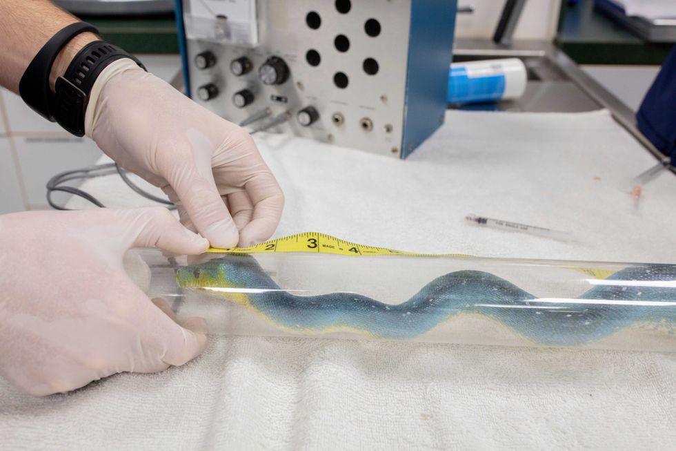 Preventative care for aquatic animals isn
