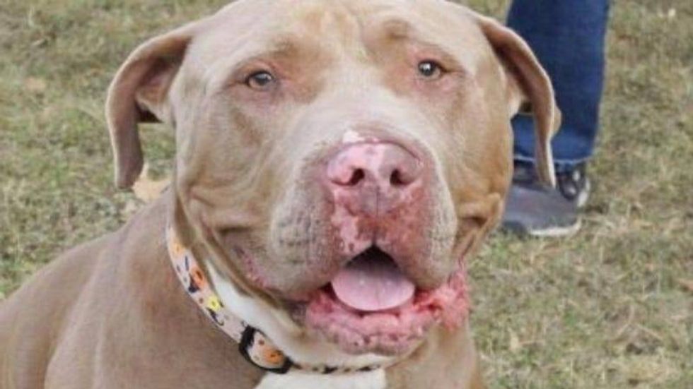 Prince @ Austin Humane Society 8/11/21