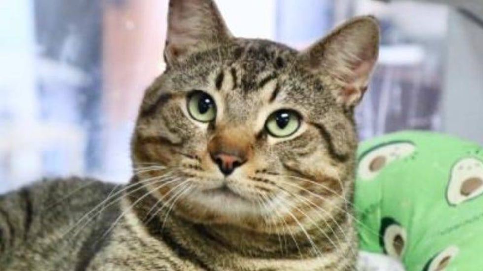 Prince Caspian @ Austin Humane Society 4/13/22