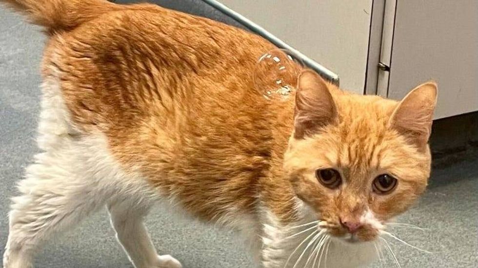 Prince Peach @ Austin Humane Society 6/7/23
