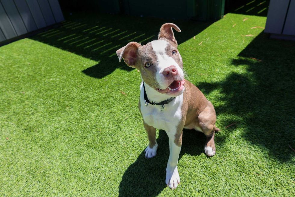 Princess Paws Chicago