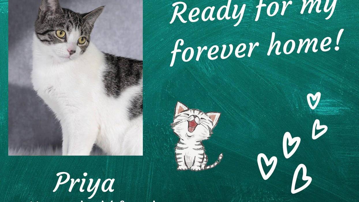 Priya, an eleven month old polydactyl tabby cat
