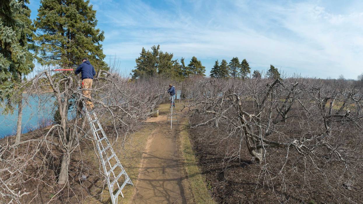 pruning