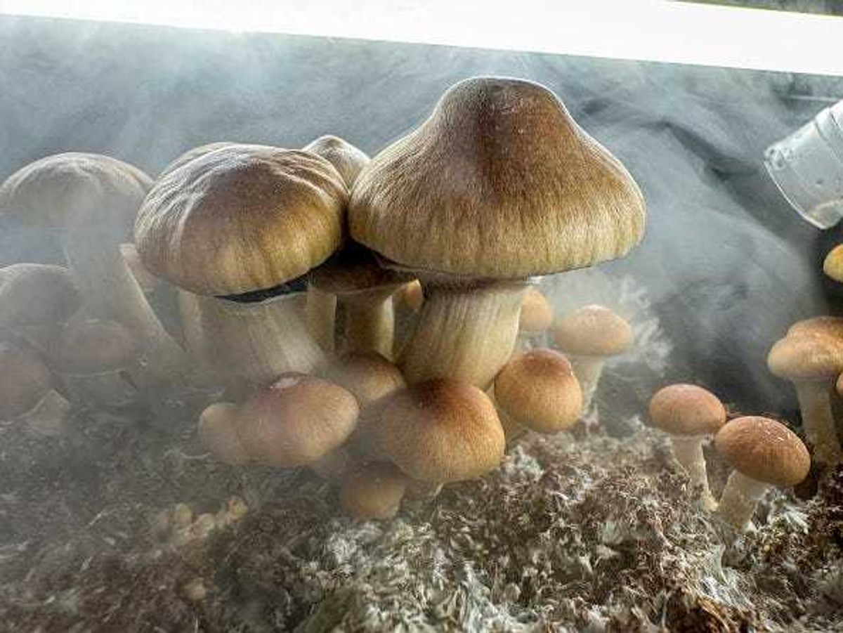 Psilocybin "Golden Teacher" mushrooms grow in a humidified monotub in the basement of a private home on December 24, 2023 in Fairfield County, Connecticut. Recent studies have suggested that psilocybin mushrooms, also known as "magic mushrooms" have shown promise in combating anxiety, anorexia, depression, PTSD, obsessive-compulsive disorder and various forms of substance abuse. Scientists say psilocybin may promote neuroplasticity, a rewiring of the brain that may give patients fresh perspectives on longstanding psychiatric issues. Psilocybin is classified in the United States as a Schedule 1 substance, making it illegal by federal law. Many local municipalities nationwide, however, have moved to decriminalize it in smaller quantities. (Photo by John Moore/Getty Images)