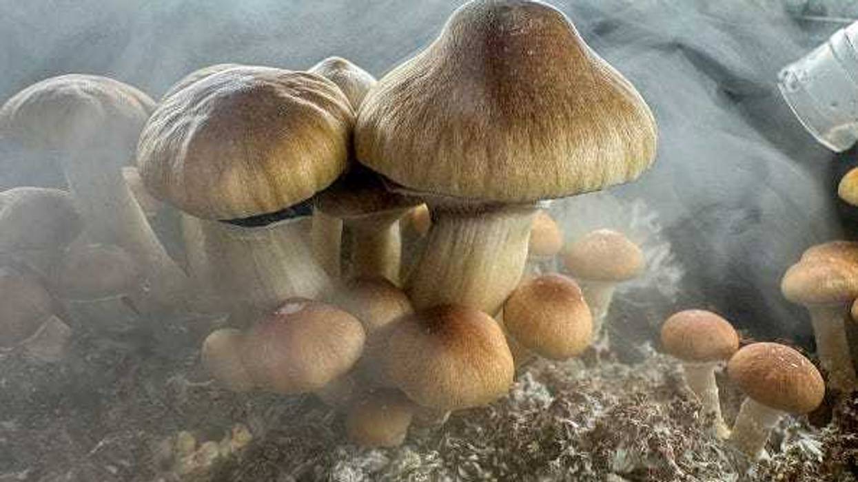 Psilocybin "Golden Teacher" mushrooms grow in a humidified monotub in the basement of a private home on December 24, 2023 in Fairfield County, Connecticut. Recent studies have suggested that psilocybin mushrooms, also known as "magic mushrooms" have shown promise in combating anxiety, anorexia, depression, PTSD, obsessive-compulsive disorder and various forms of substance abuse. Scientists say psilocybin may promote neuroplasticity, a rewiring of the brain that may give patients fresh perspectives on longstanding psychiatric issues. Psilocybin is classified in the United States as a Schedule 1 substance, making it illegal by federal law. Many local municipalities nationwide, however, have moved to decriminalize it in smaller quantities. (Photo by John Moore/Getty Images)