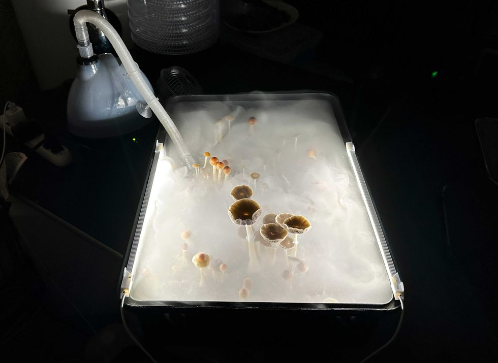 Psilocybin mushrooms stand ready for harvest in a humidified "fruiting chamber" in the basement of a private home on July 28, 2023 in Fairfield County, Connecticut.