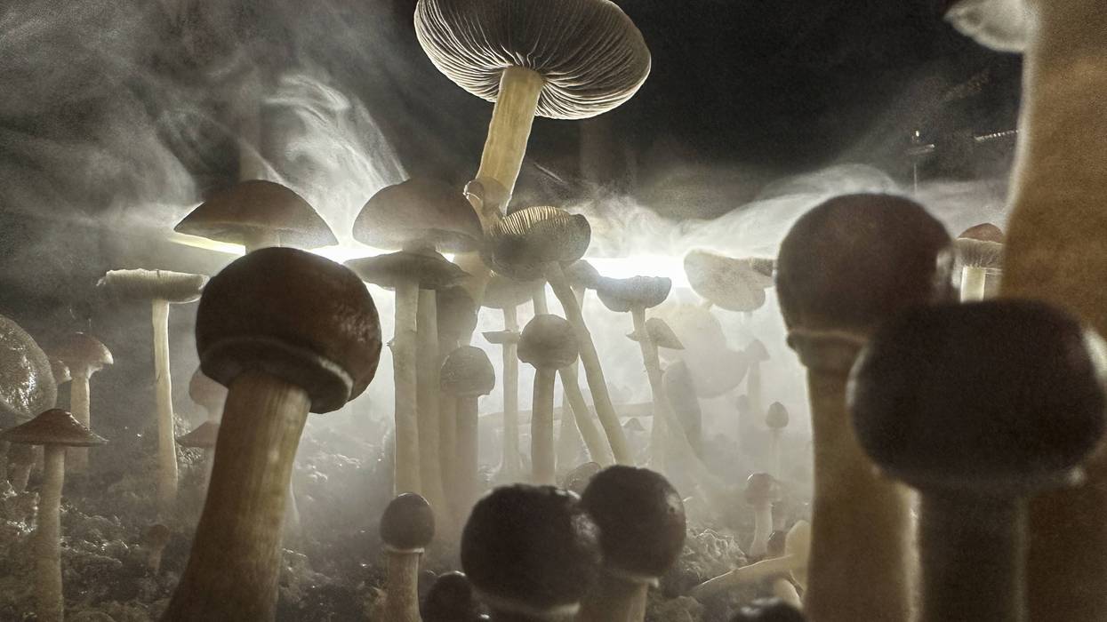 Psilocybin mushrooms