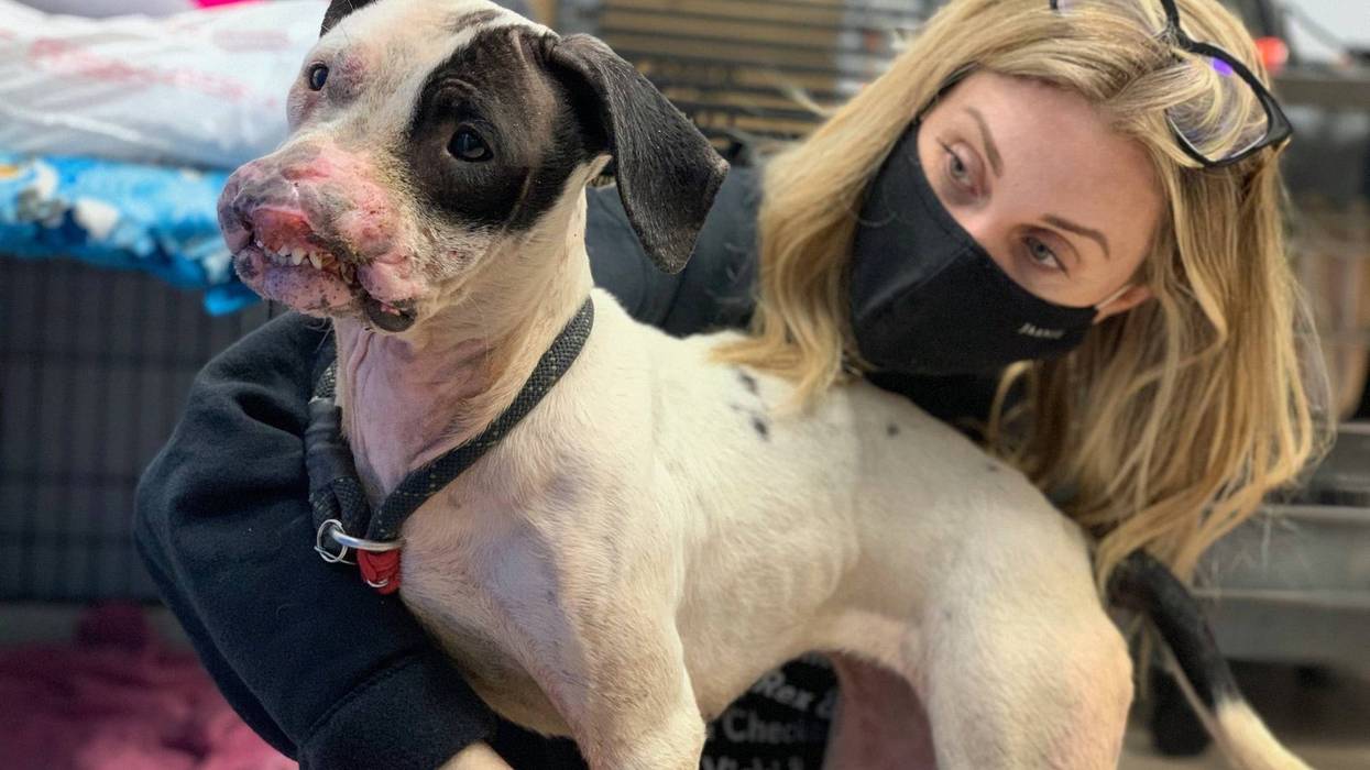 PSPCA finds abandoned, inured dog