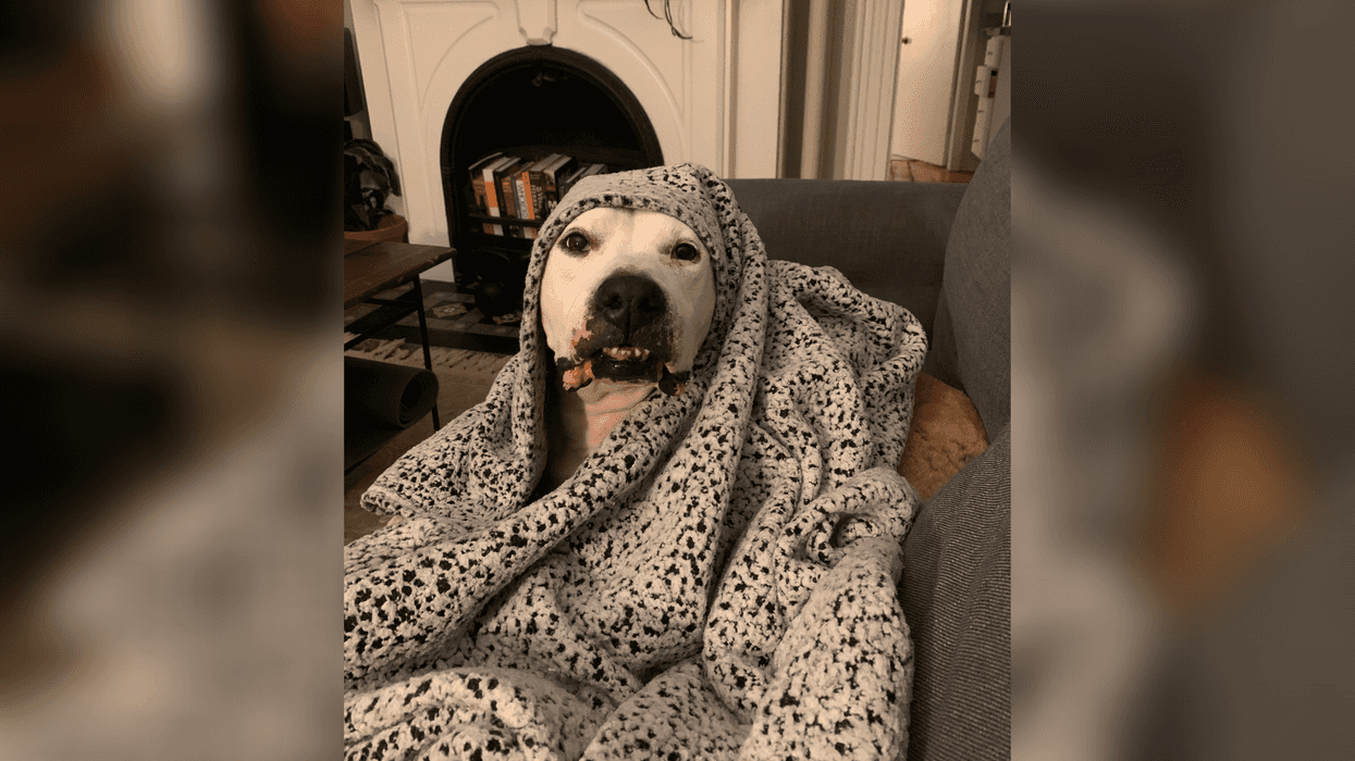 PSPCA Pet of the Week: Chance