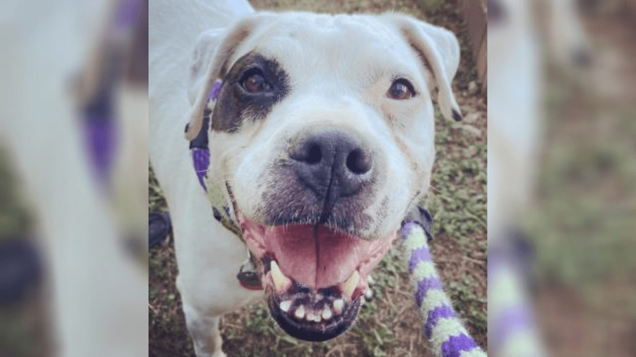 PSPCA Pet of the Week with Bennett: Abbey