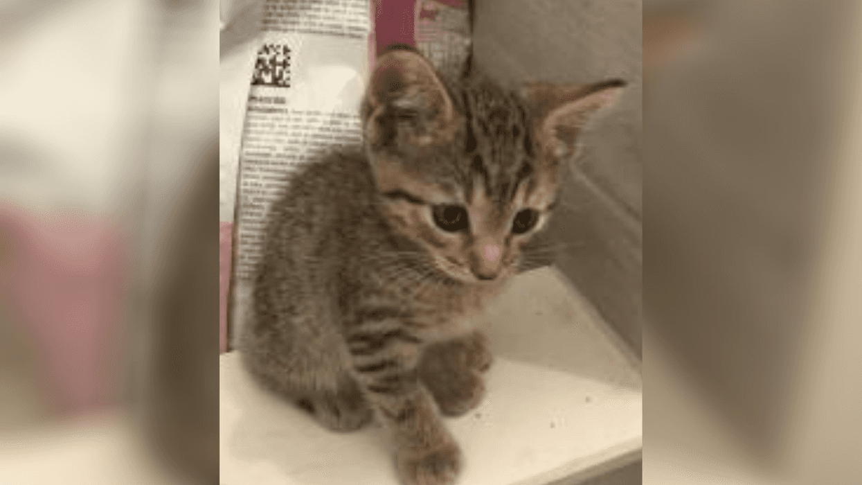 PSPCA Pet of the Week with Bennett: Centarus