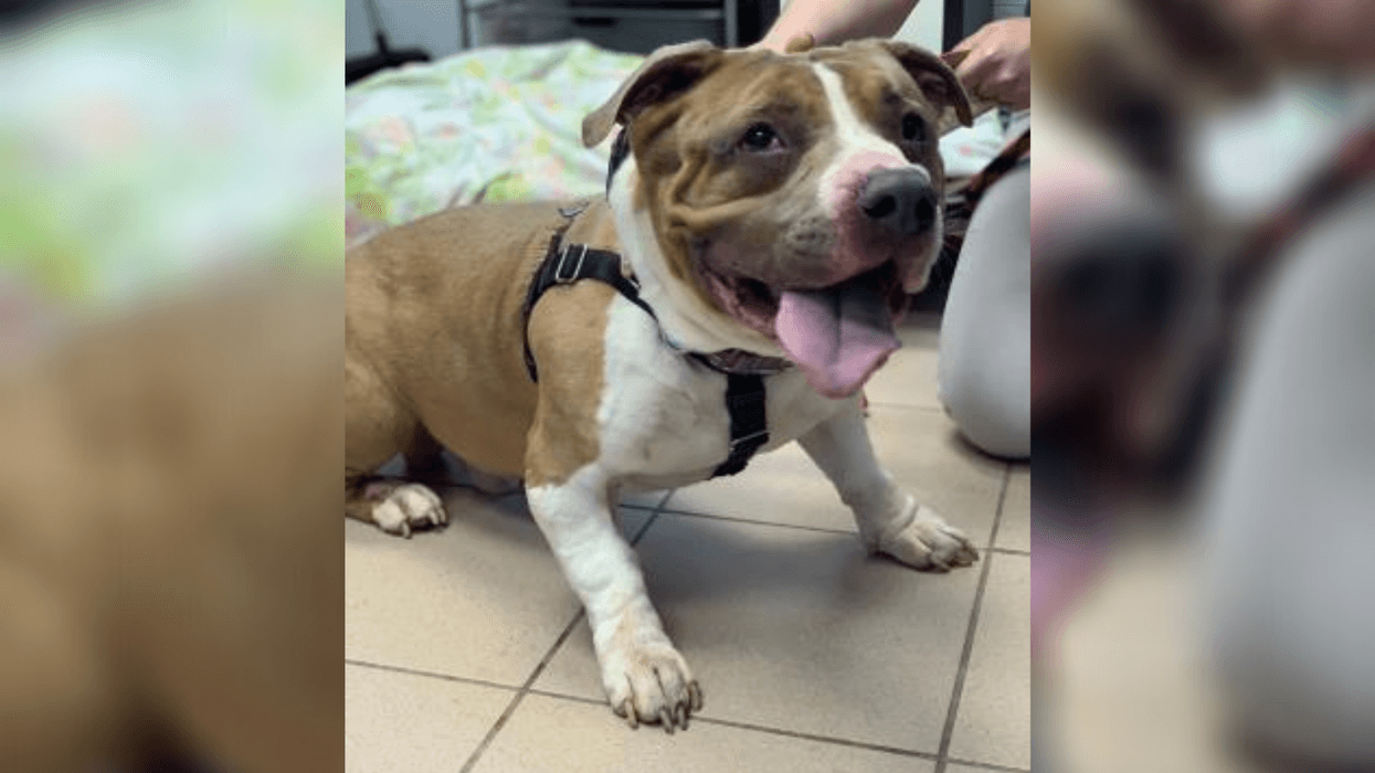 PSPCA Pet of the Week with Bennett: Dozer