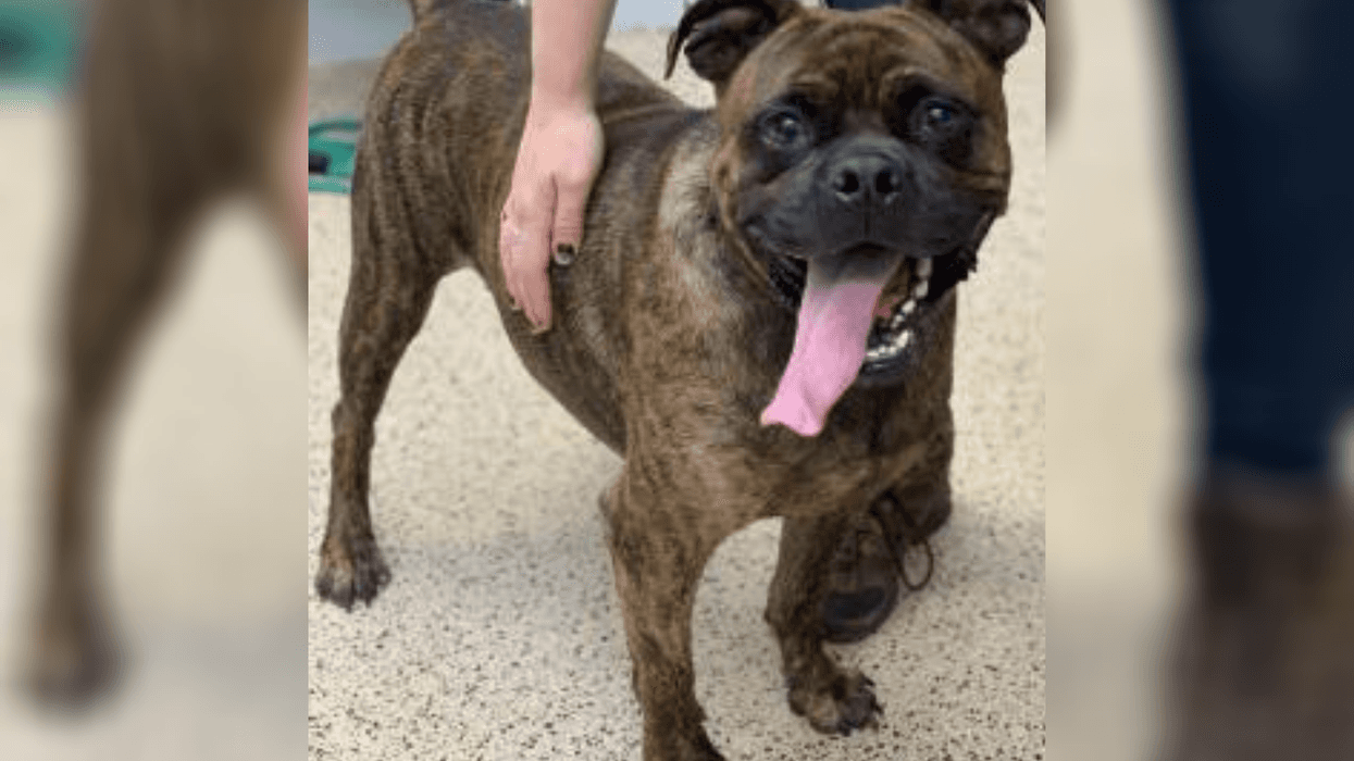 PSPCA Pet of the Week with Bennett: Egor