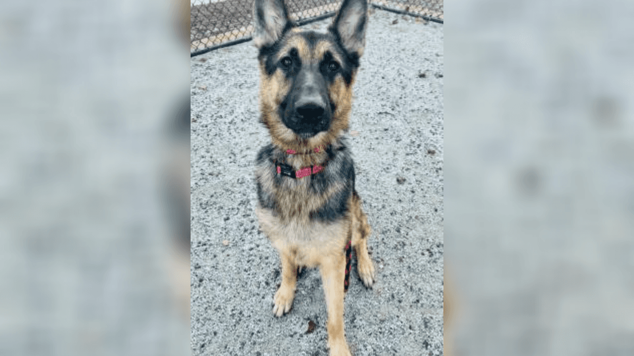 PSPCA Pet of the Week with Bennett: Layla