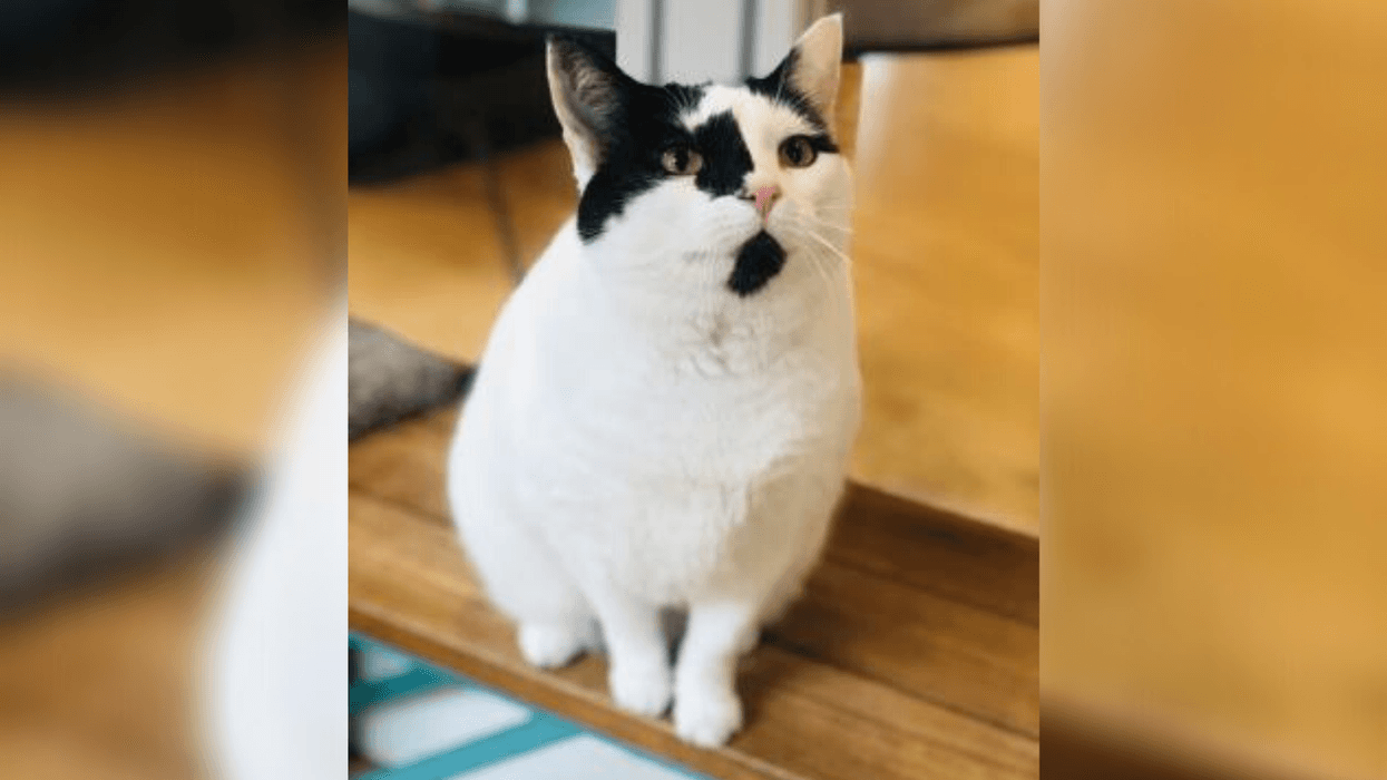 PSPCA Pet of the Week with Bennett: Patches