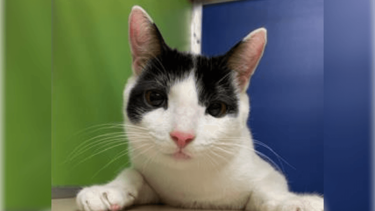 PSPCA Pet of the Week with Bennett: Rocket