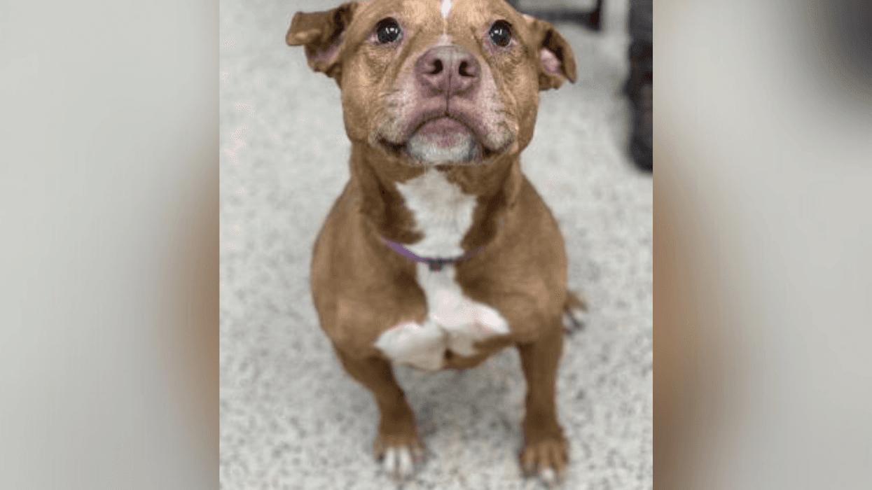 PSPCA Pet of the Week with Bennett: Roxy