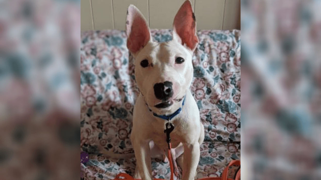 PSPCA Pet of the Week with Bennett: Scarecrow