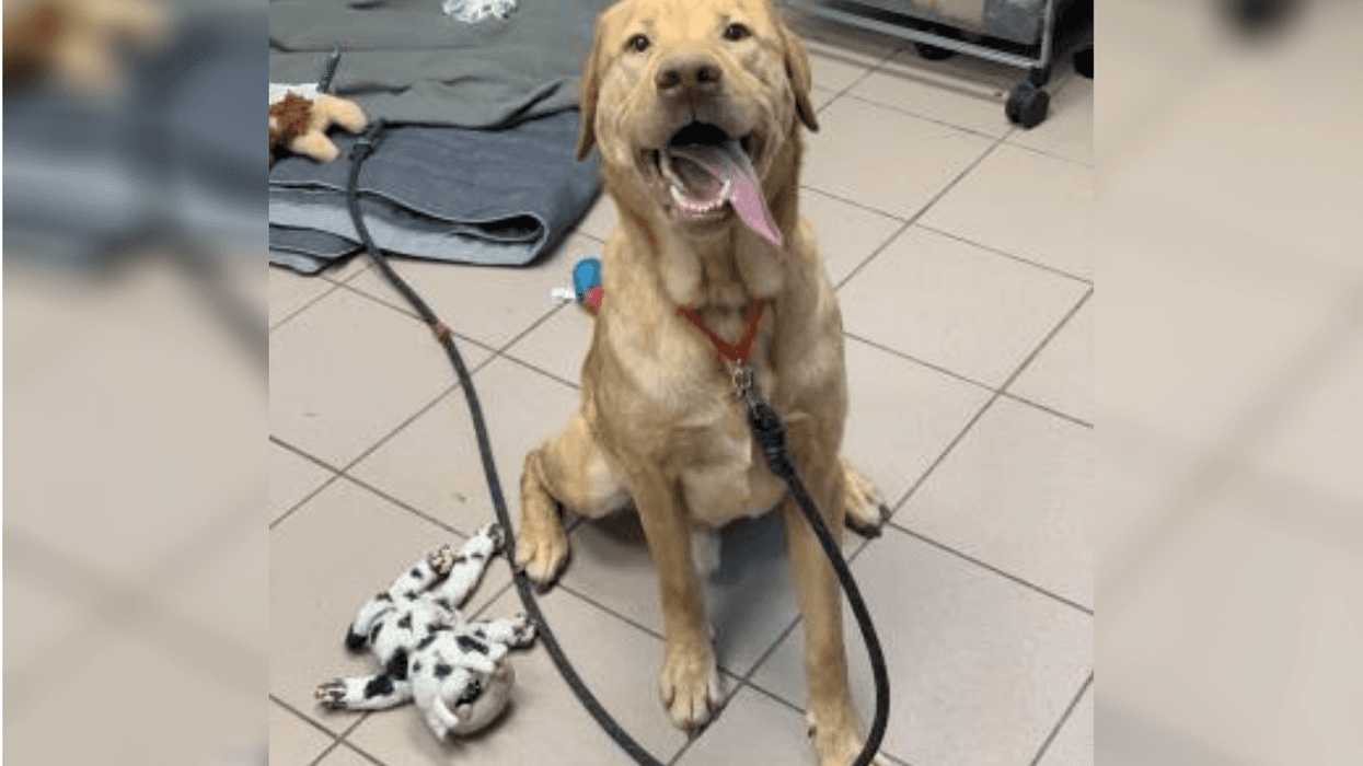 PSPCA Pet of the Week with Bennett: Sebastian