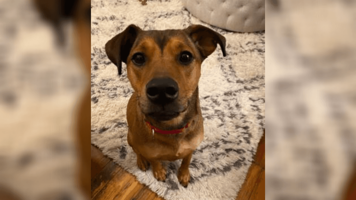 PSPCA Pet of the Week with Bennett: Wisteria