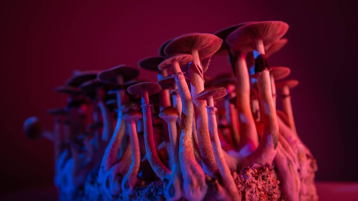 psychedelic mushrooms under warm red and blue lighting