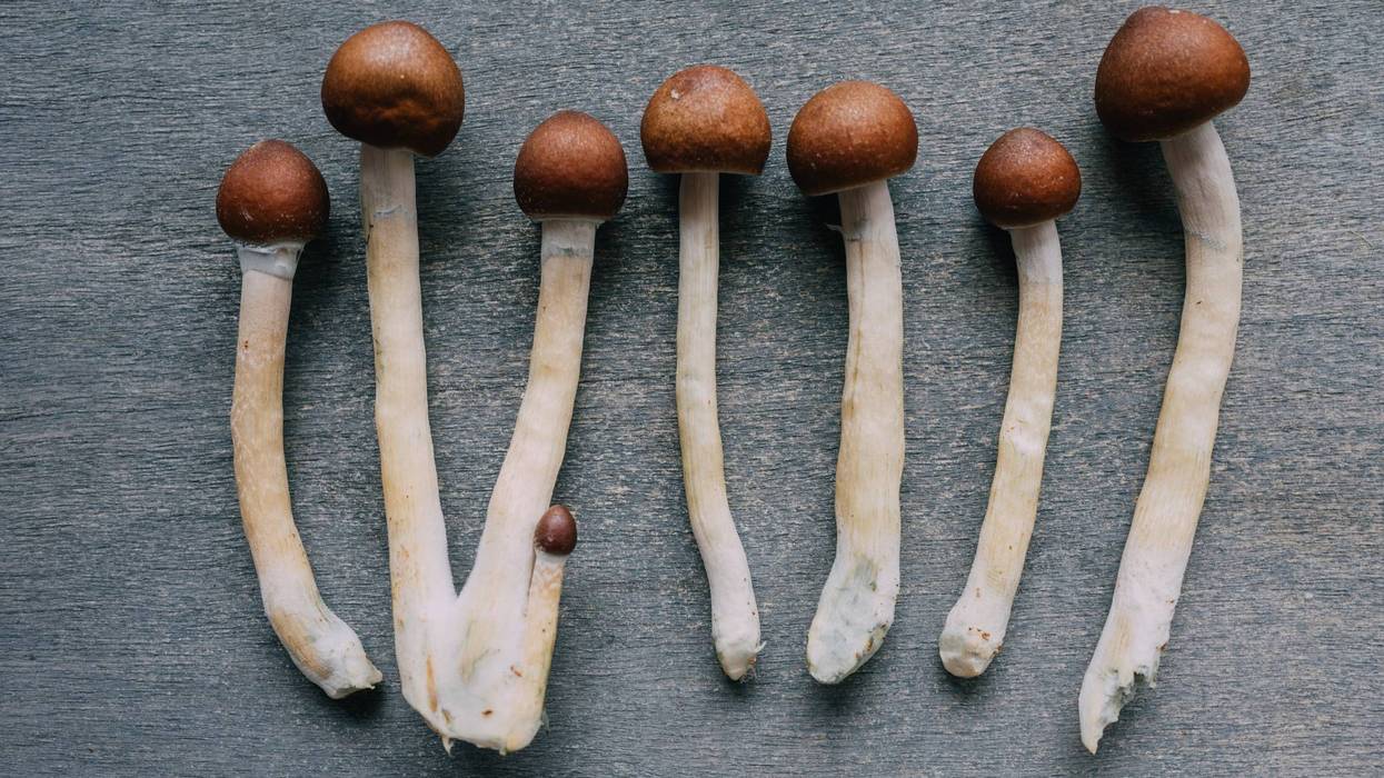 psychedelics, therapeutic research, micro-dosing, and mental wellness