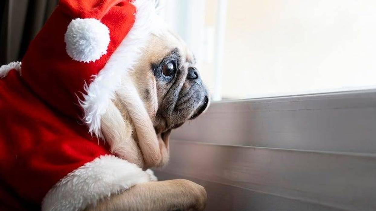 Pug in santa hat