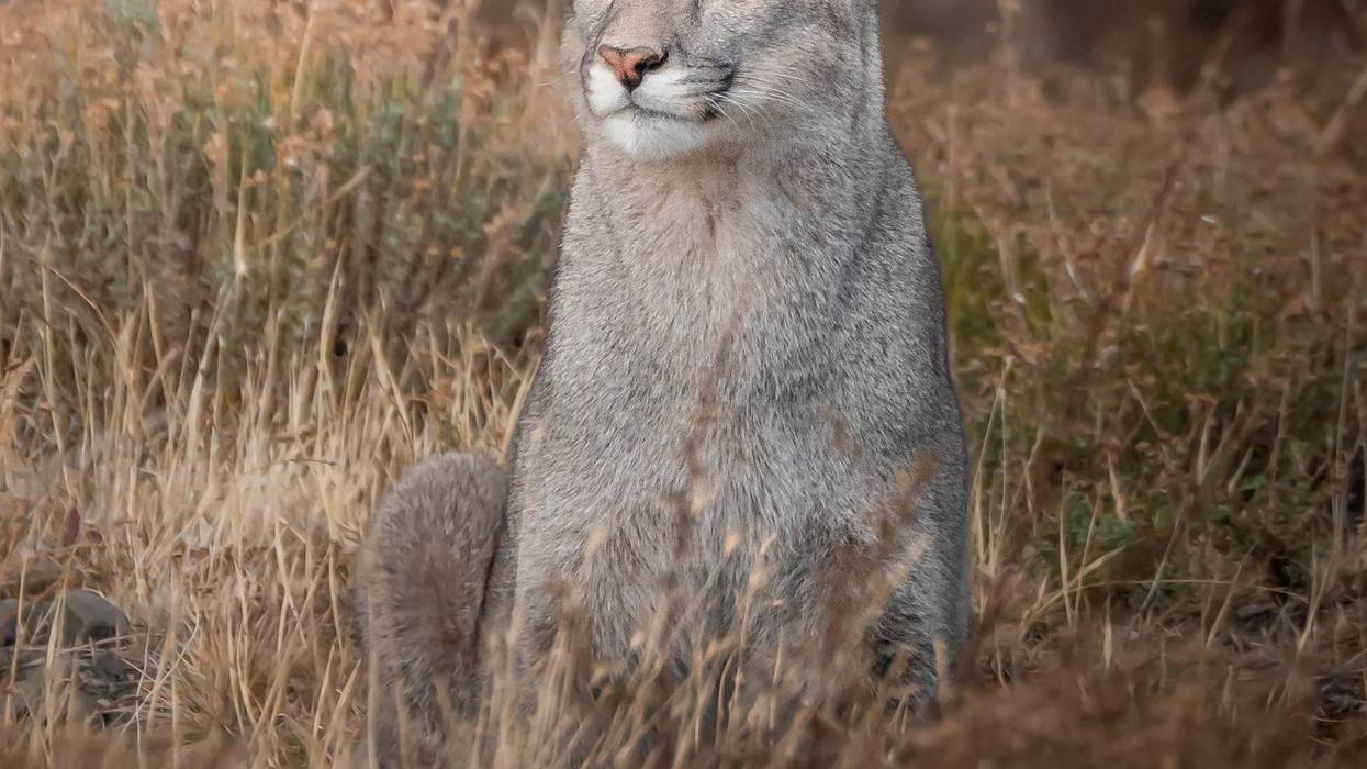 Puma in Torres del Paine National Park, Patagonia, Chile