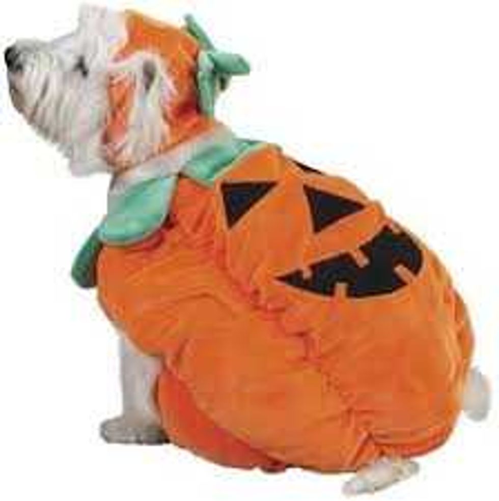 Pumpkin dog costume
