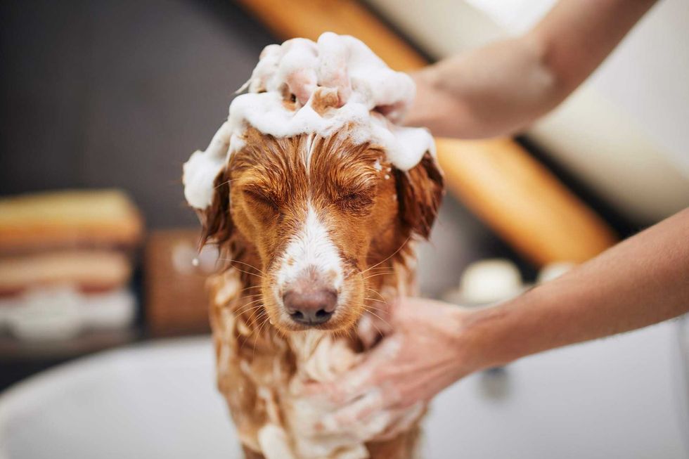 Pumpkin shampoo