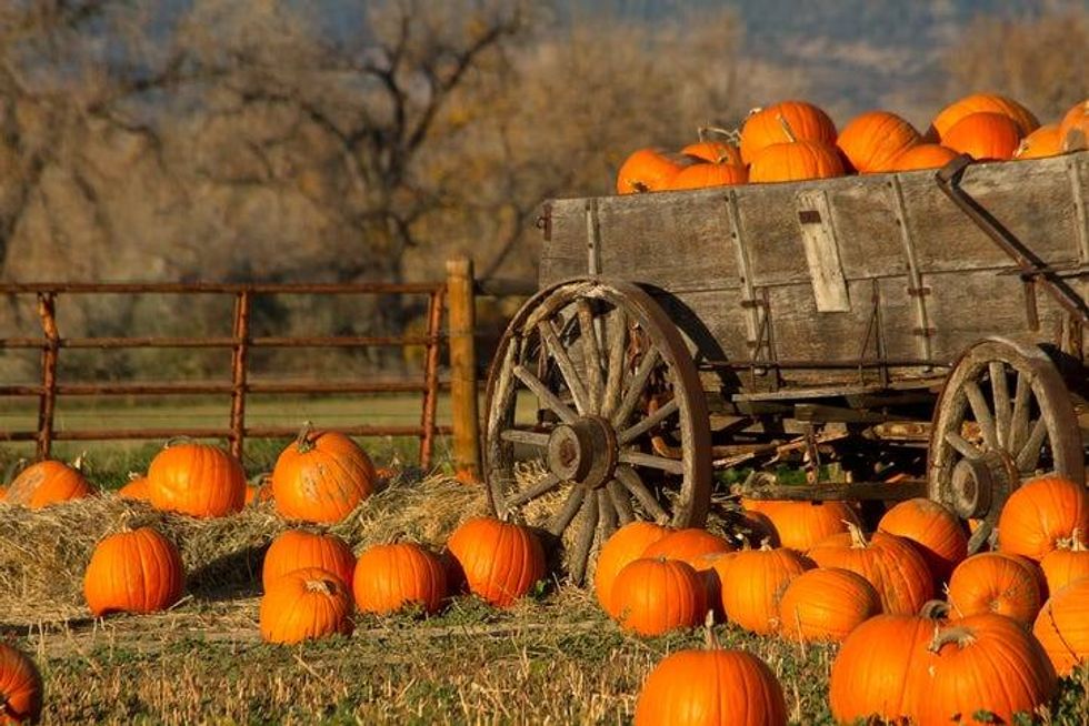 Pumpkins in a field with an old wagon