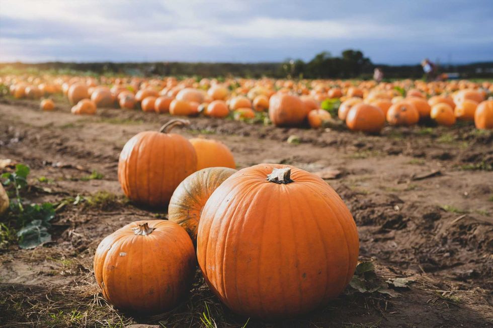 Pumpkins that are perfect for carving