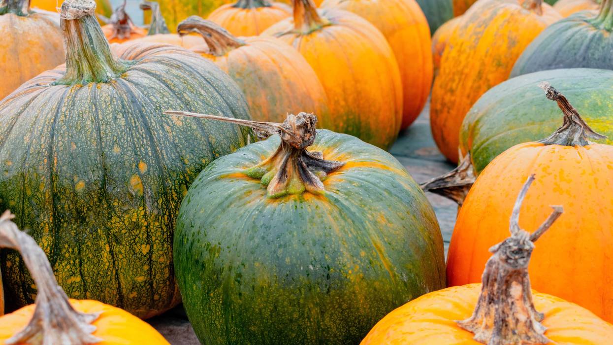 pumpkins