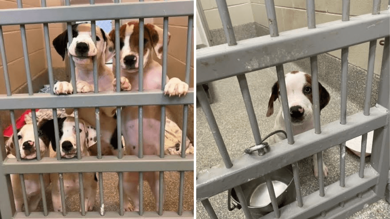 Puppies at Providence Animal Center in Media, Delaware County