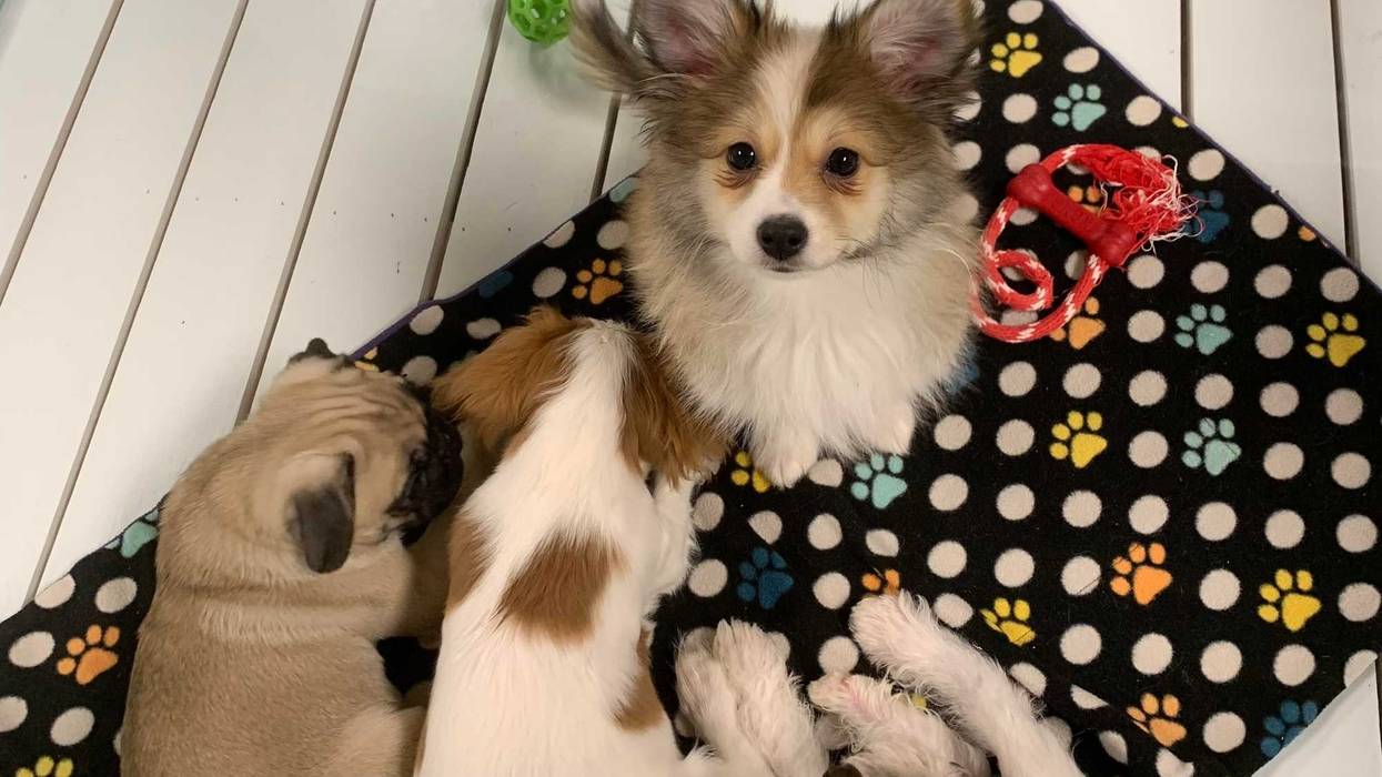 Puppies at The Barking Boutique in Tonawanda, N.Y. (12/16/2022)