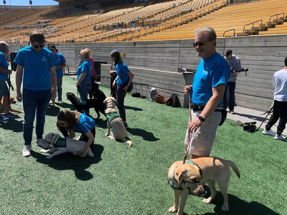 Puppies with Guide Dogs for the Blind take the field at California Memorial Stadium on Friday, Aug. 19, 2022.