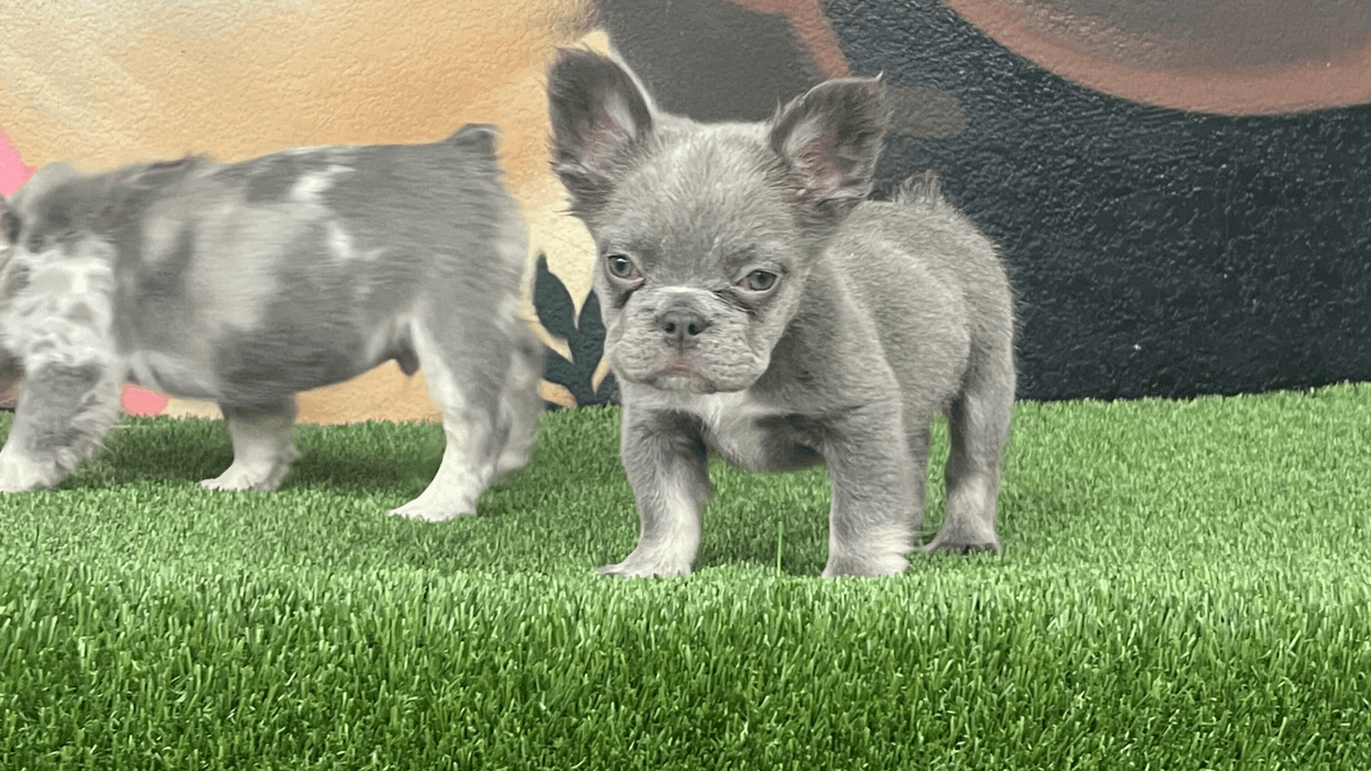 Puppies