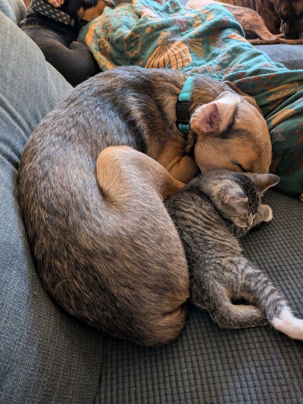 puppy and kitten cuddling