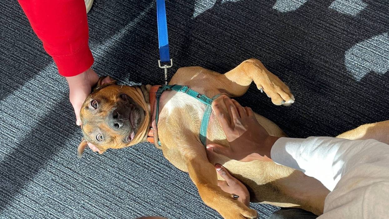 Puppy at the 76ers training facility on Thursday, Jan. 10, 2025.