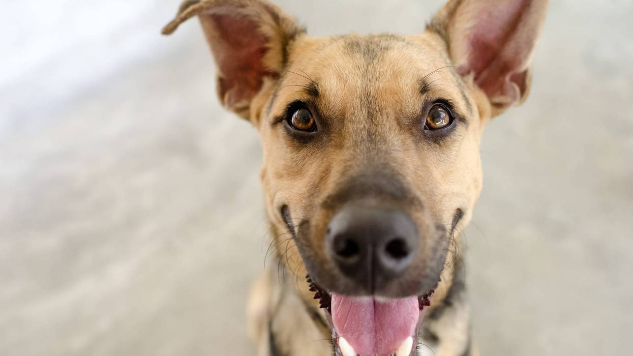 puppy dog with a big happy smile on his face