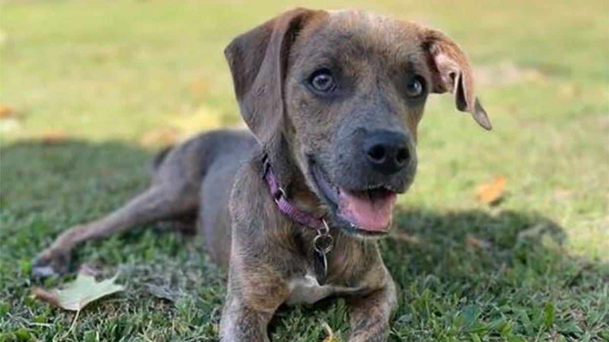 puppy laying in the grass