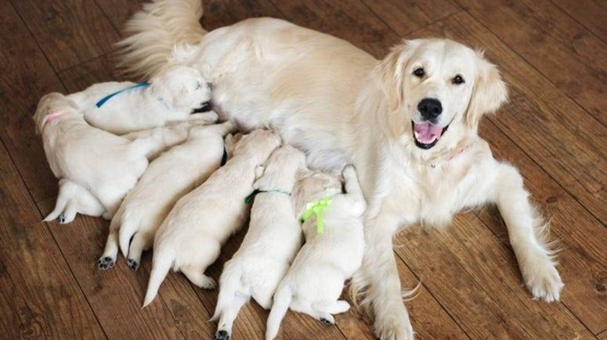 Puppy_Litter