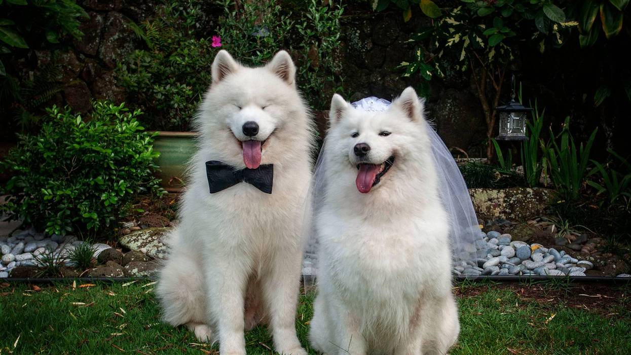 Puppy love is really evident in this couple! You can see it in his eyes! Xiu Xiu's white veil and Tin Tin's bow tie are seen here bringing this doggy couple a touch of elegance.