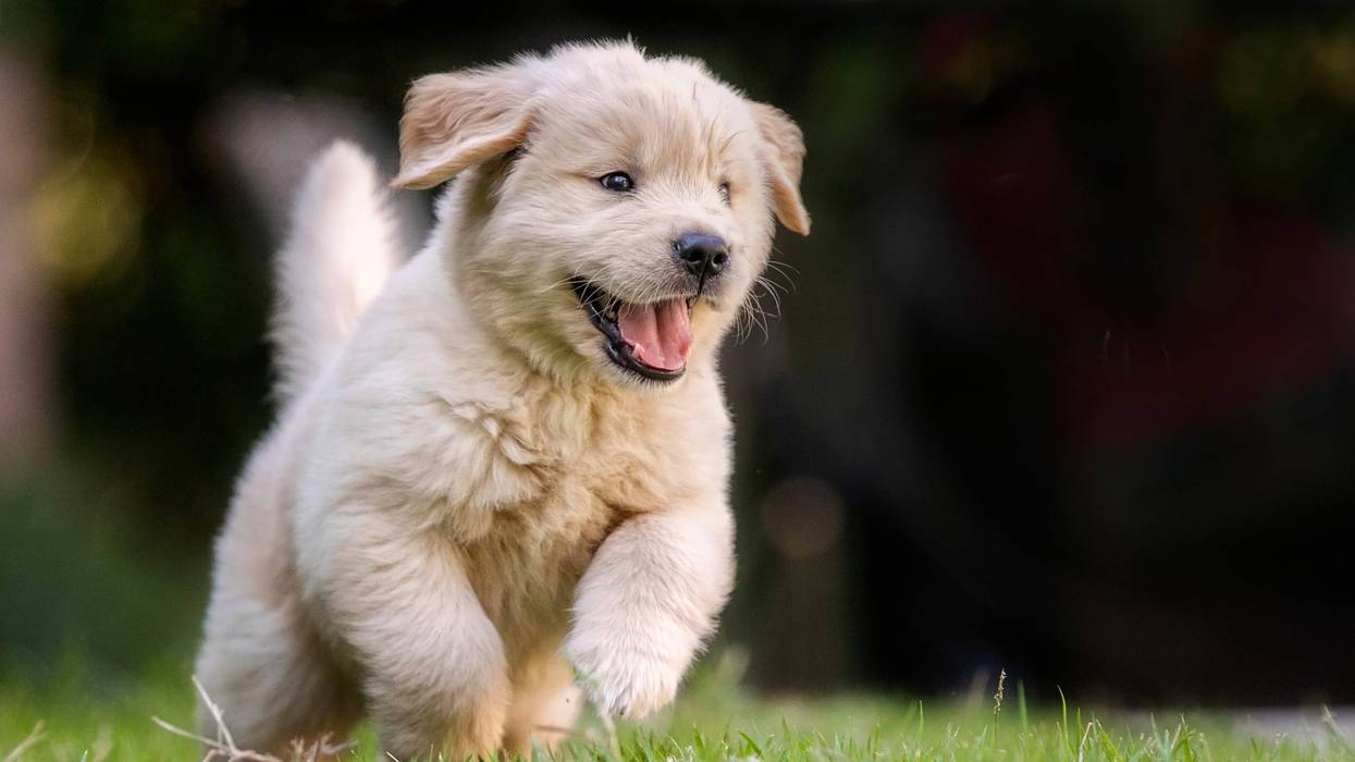 puppy running in grass
